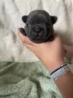Coral AKC Blue French Bulldog, a female French Bulldog for sale in Pensacola, FL – 6 of 6