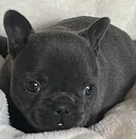 AKC Coral-Gorgeous Blue Female Frenchie, a female French Bulldog for sale in Pensacola, FL – 6 of 7