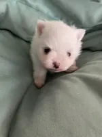 Lillie AKC Tiny Ice White Female, a female Pomeranian for sale in Pensacola, FL – 1 of 3