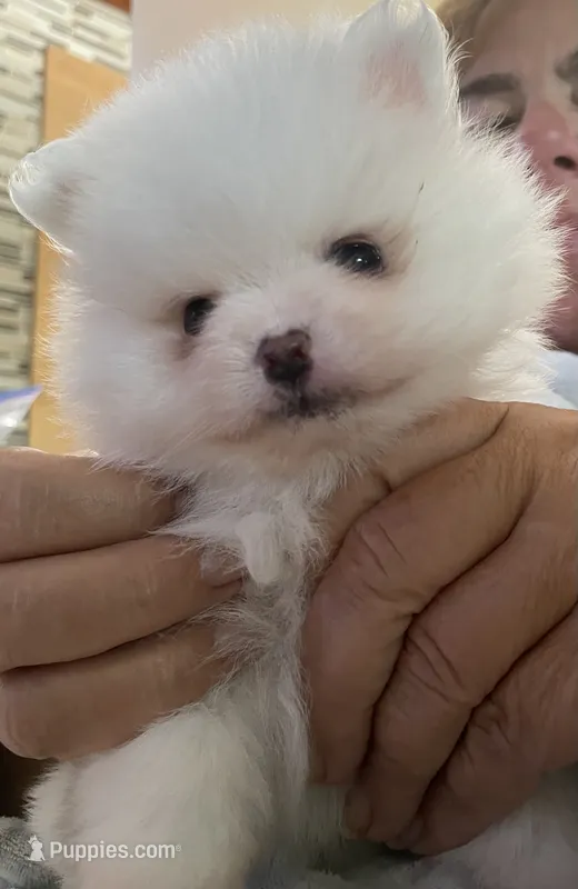 Lillie AKC Tiny Ice White Female – Pomeranian puppy for sale in Pensacola, FL