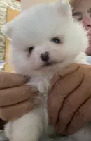 Lillie AKC Teacup Ice White Female, a female Pomeranian for sale in Pensacola, FL – 2 of 10