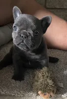 AKC Coral-Gorgeous Blue Female Frenchie, a female French Bulldog for sale in Pensacola, FL – 4 of 7