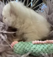 Lillie AKC Teacup Ice White Female, a female Pomeranian for sale in Pensacola, FL – 9 of 10
