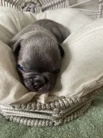 Reef AKC Blue French Bulldog, a male French Bulldog for sale in Pensacola, FL – 5 of 6