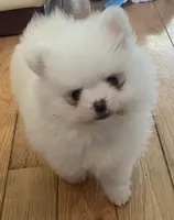 Lillie AKC Teacup Ice White Female, a female Pomeranian for sale in Pensacola, FL – 3 of 10