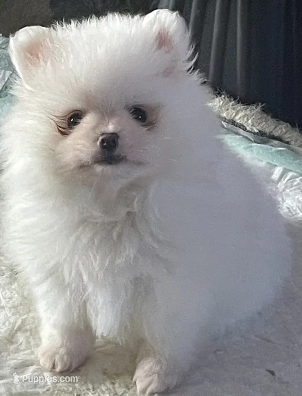 Lillie AKC Tiny Ice White Female – Pomeranian puppy for sale in Pensacola, FL