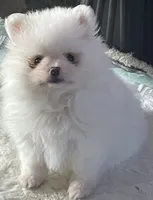 Lillie AKC Teacup Ice White Female, a female Pomeranian for sale in Pensacola, FL – 1 of 10