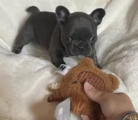 Reef AKC Blue French Bulldog, a male French Bulldog for sale in Pensacola, FL – 3 of 10