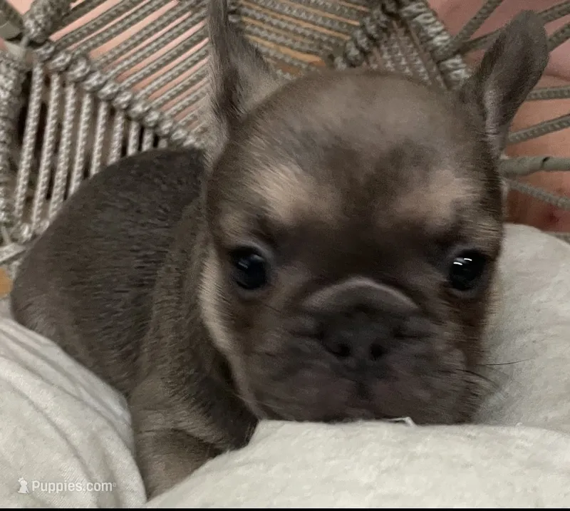 AKC Sterling -Lilac and Tan – French Bulldog puppy for sale in Pensacola, FL