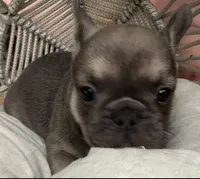 AKC Sterling -Lilac and Tan, a male French Bulldog for sale in Pensacola, FL – 1 of 1