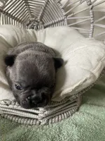 Coral AKC Blue French Bulldog, a female French Bulldog for sale in Pensacola, FL – 4 of 6