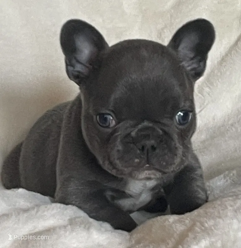 Reef AKC Blue French Bulldog – French Bulldog puppy for sale in Pensacola, FL