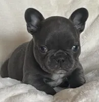 Reef AKC Blue French Bulldog, a male French Bulldog for sale in Pensacola, FL – 1 of 10