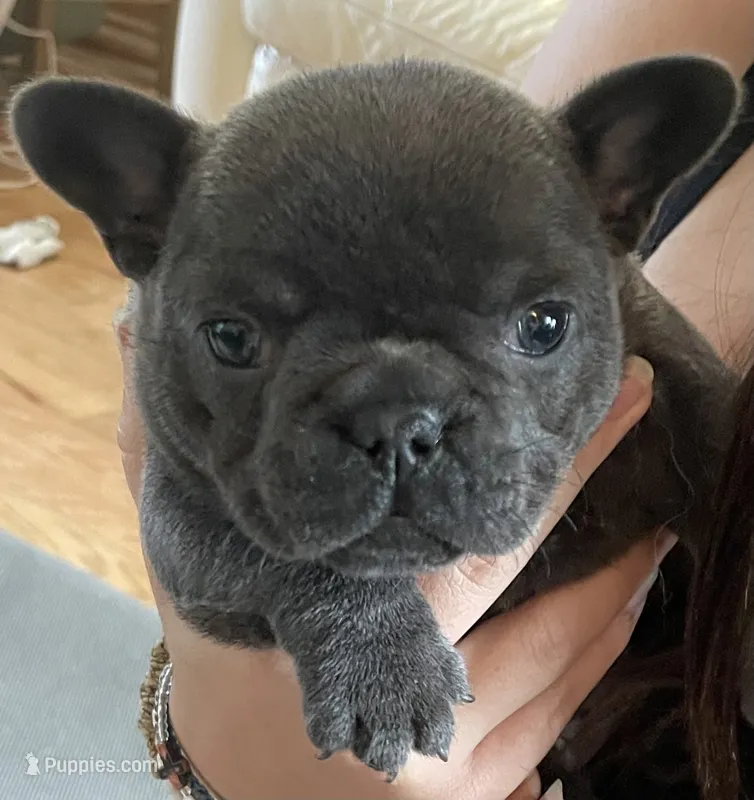 Coral AKC Blue French Bulldog – French Bulldog puppy for sale in Pensacola, FL