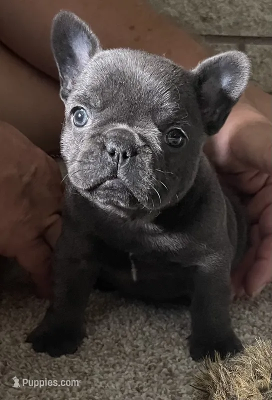 Coral – French Bulldog puppy for sale in Pensacola, FL