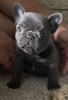 Coral, a female French Bulldog for sale in Pensacola, FL – 1 of 2