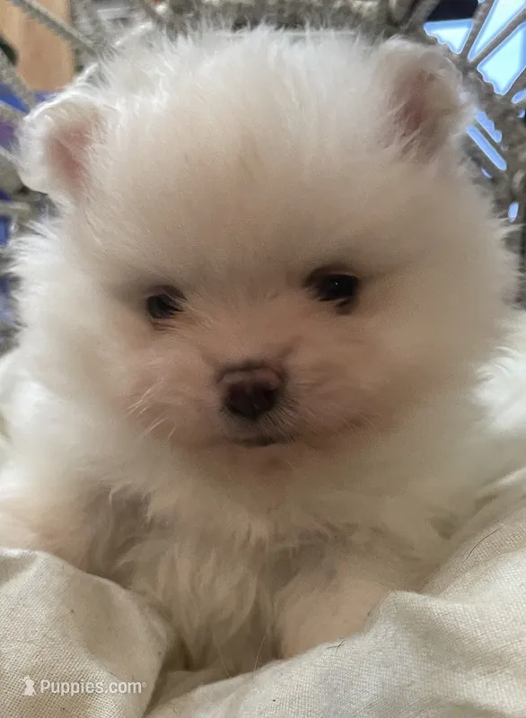 Louie AKC ICE WHITE MALE – Pomeranian puppy for sale in Pensacola, FL
