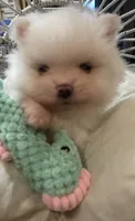 Louie AKC Tiny ICE WHITE MALE, a male Pomeranian for sale in Pensacola, FL – 4 of 9