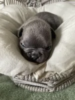 Reef AKC Blue French Bulldog, a male French Bulldog for sale in Pensacola, FL – 2 of 6