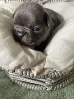 Reef AKC Blue French Bulldog, a male French Bulldog for sale in Pensacola, FL – 3 of 6