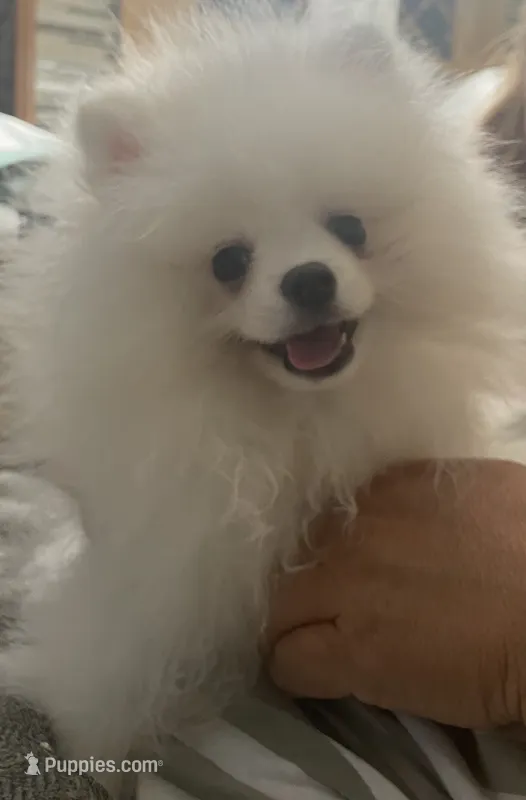 AKC LOUIE ELITE ICE WHITE MALE FROM CHAMPION LINES – Pomeranian puppy for sale in Pensacola, FL
