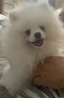 AKC LOUIE ELITE ICE WHITE MALE FROM CHAMPION LINES, a male Pomeranian for sale in Pensacola, FL – 1 of 9