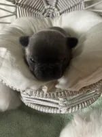 Coral AKC Blue French Bulldog, a female French Bulldog for sale in Pensacola, FL – 3 of 6