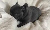 AKC Coral-Gorgeous Blue Female Frenchie, a female French Bulldog for sale in Pensacola, FL – 5 of 7
