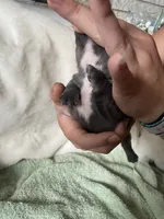 Reef AKC Blue French Bulldog, a male French Bulldog for sale in Pensacola, FL – 4 of 6
