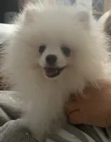 AKC LOUIE ELITE ICE WHITE MALE FROM CHAMPION LINES, a male Pomeranian for sale in Pensacola, FL – 2 of 9