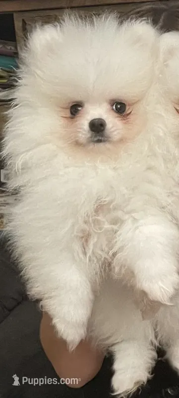 AKC LOUIE ELITE ICE WHITE MALE FROM CHAMPION LINES – Pomeranian puppy for sale in Pensacola, FL