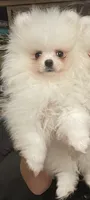 AKC LOUIE ELITE ICE WHITE MALE FROM CHAMPION LINES, a male Pomeranian for sale in Pensacola, FL – 1 of 10