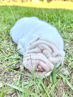 Puppy, a female Chinese Shar-Pei for sale in Suwannee, FL – 10 of 10