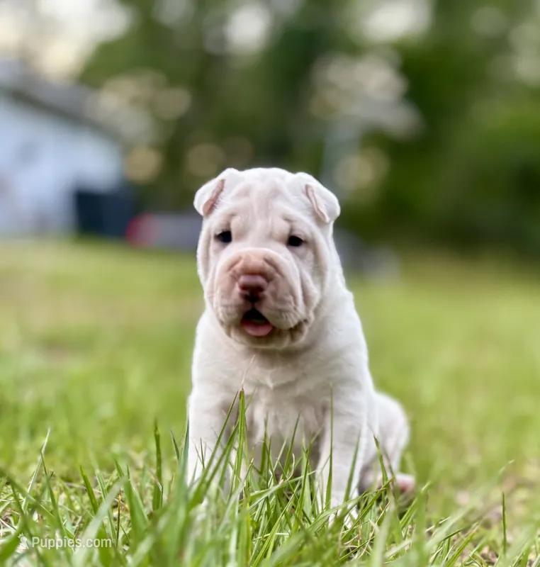 Puppy – Chinese Shar-Pei puppy for sale in Suwannee, FL