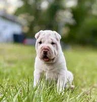 Puppy, a female Chinese Shar-Pei for sale in Suwannee, FL – 1 of 10