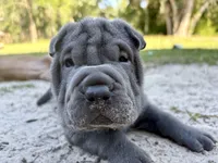 Puppy, a female Chinese Shar-Pei for sale in Suwannee, FL – 6 of 6