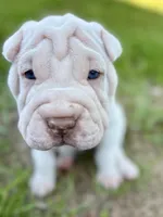 Puppy, a female Chinese Shar-Pei for sale in Suwannee, FL – 2 of 9