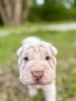 Puppy, a female Chinese Shar-Pei for sale in Suwannee, FL – 4 of 9