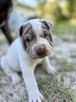 Puppy, a female Chinese Shar-Pei for sale in Suwannee, FL – 6 of 7