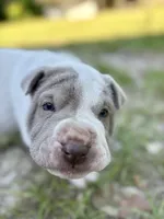 Puppy, a female Chinese Shar-Pei for sale in Suwannee, FL – 3 of 7