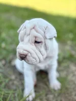 Puppy, a female Chinese Shar-Pei for sale in Suwannee, FL – 5 of 9