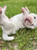 Puppy, a female Chinese Shar-Pei for sale in Suwannee, FL – 6 of 10