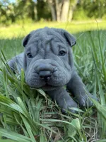 Peanut, a male Chinese Shar-Pei for sale in Suwannee, FL – 8 of 10