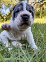 Puppy, a female Chinese Shar-Pei for sale in Suwannee, FL – 5 of 9