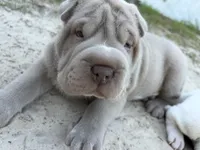 Puppy, a male Chinese Shar-Pei for sale in Suwannee, FL – 4 of 10