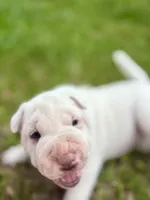 Puppy, a female Chinese Shar-Pei for sale in Suwannee, FL – 3 of 10