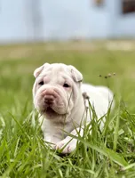 Puppy, a female Chinese Shar-Pei for sale in Suwannee, FL – 2 of 10