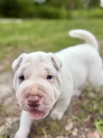 Puppy, a female Chinese Shar-Pei for sale in Suwannee, FL – 4 of 10