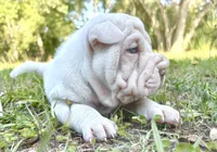 Puppy, a female Chinese Shar-Pei for sale in Suwannee, FL – 8 of 10
