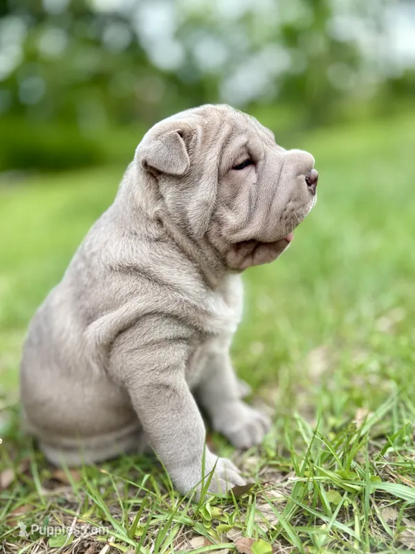 Puppy – Chinese Shar-Pei puppy for sale in Suwannee, FL